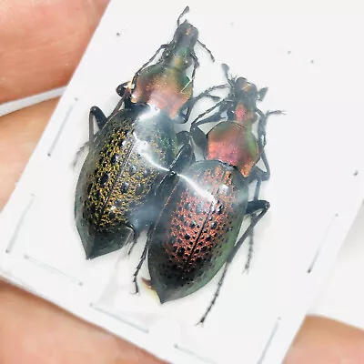 Carabus (Coptolabrus) Elysii From Xuzhou Jiangsu 1841 • $9.99