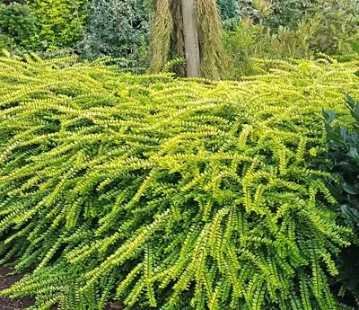 10 Lonicera Nitida Hedging Box Honeysuckle Tree Plant. 40-60cm Tall. • £26