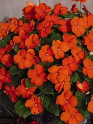 25  Busy Lizzie Orange Seeds  (Impatiens)  • £2.39