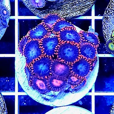 Fire & Ice Zoanthid Frag Live Soft Coral For Reef Marine Tank Aquarium Zoa  • £12.95