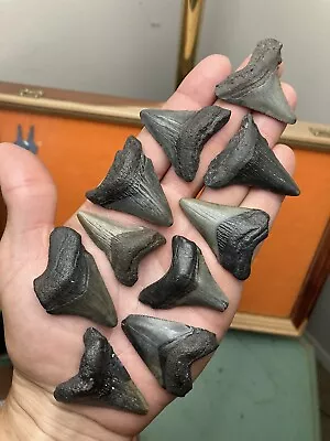 Fossil Megalodon Shark Teeth 1.5”-2” Lowcountry SC • $36