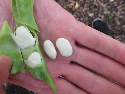 100 ORGANIC SEEDS PHASEOLU LUNATUS CLIMBING BUTTER BEANS  BRITISH GARDENS  Lot 2 • £12