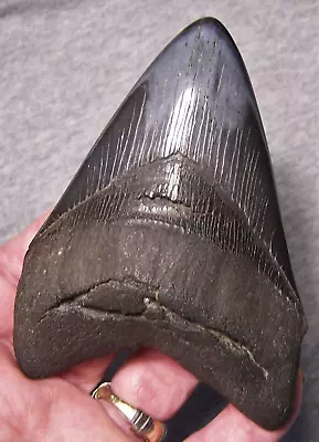 Megalodon Shark Tooth 4 1/2  Sharks Teeth Jaw Fossil Stunning Diamond Polished • $139