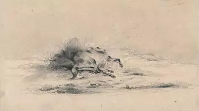 Pencil Drawing - Baron Bernard Van Lockhurst? - Sleeping Horse - 19th Century • £150