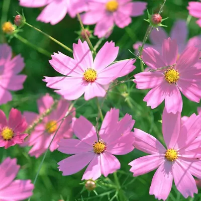 Cosmos Sonata Pink Mini Bedding Basket Plug Plants X 12 For Potting On • £14.99