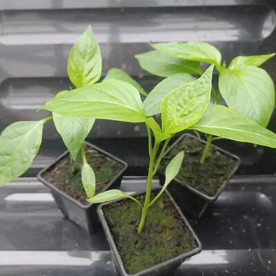 2 / 3 / 4 Aji Dulce Sweet Pepper Veg Plants In 7cm Pots - Not Plugs • £13.99