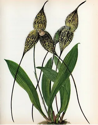 Vintage Botanical Print Orchid Flower Print Wall Art~Masdevallia Chimaera (O90) • $9.95