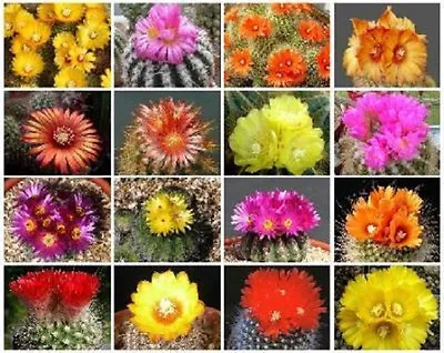 Parodia Variety Mix Flowering Cactus Notocactus Mixed Cacti Seed 500 Seeds !! • $16.99