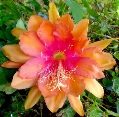 Epiphyllum Bold Venture Orchid Cactus Cutting • $8