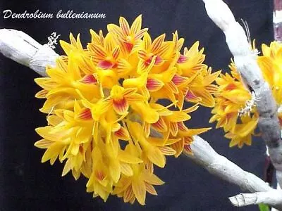 $25 • Buy MOS. Orchid Species Dendrobium Bullenianum