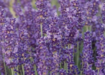 £8.47 • Buy English Lavender Fragrant Drought Tolerant Garden Plant Hidcote In 8cm Pot