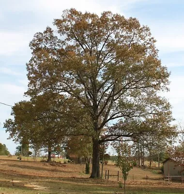 15+ Southern Red Oak Acorns Quercus Falcata Spanish Oak Mast Tree Permaculture • $8.95