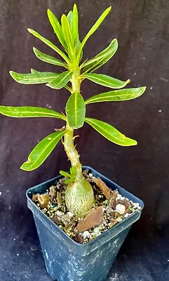 Pachypodium Bispinosum  Succulent • $15.99