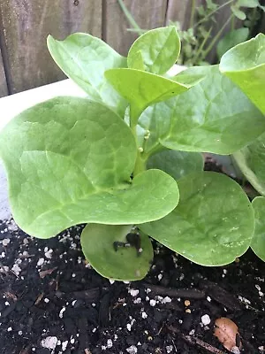 (3Plants)Green Malabar Spinach Plants /Mong Toi Seedling Plants • $9.50