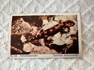 Dandy Gum - Wild Animals Cards - 1969 -  H54 Spotted Salamander • £2
