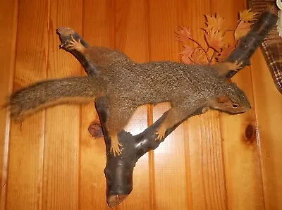 Fox Squirrel Mounted Climbing Up Taxidermy • $108.82