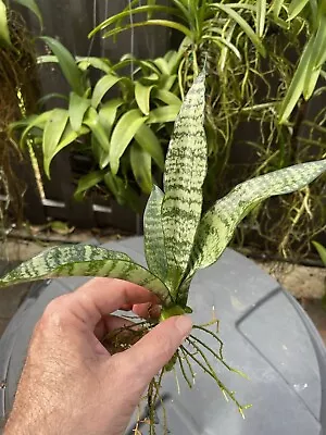 Snake Plant- DRACAENA  !Mother In Law's Tongue : Well Rooted! Air Purifier • $15.99