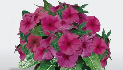 40+ Raspberry Pacifica Vinca Periwinkle Flower Seeds / Annual • $3.90
