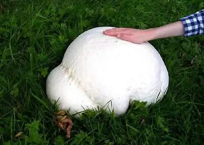 Seeds Mushroom Puffball Dozdevik Giant Mycelium Spawn Spores Organic • $9.98