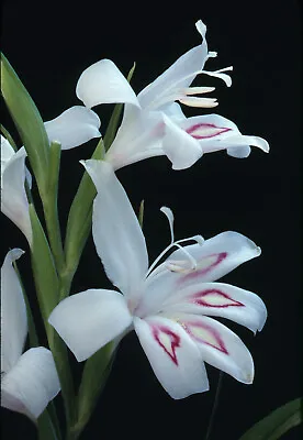 10x Gladioli Nanus NYMPH Summer Spring Flowering Bulbs WHITE Perennial Corms • £5.99