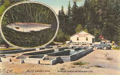 TROUT HAVEN Fish Hatchery Gasquet CA Trout Farm Crescent City Vintage Postcard • $9.99