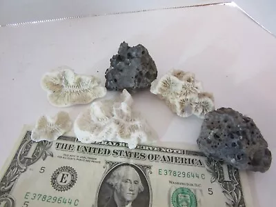 Lot Of HUGE REAL White Brain Coral And Lava Rocks For Display Or Tank - PQ • $15