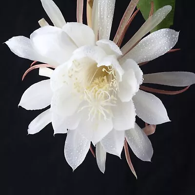 Magnificent Epiphyllum Orchid Cactus: A Grand Tradition Of Beauty • $15