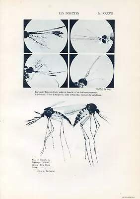 Insects Mosquito Vector Of Malaria And Yellow Fever.........Print..1928 • $7.50