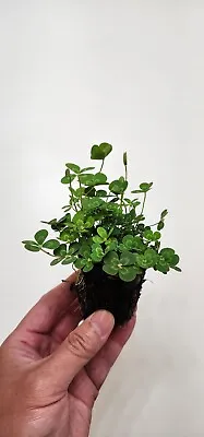 Live Variegated Four Leaf Clover Winter Hardy Aquatic Marginal Pond/Bog Plant • $16.95