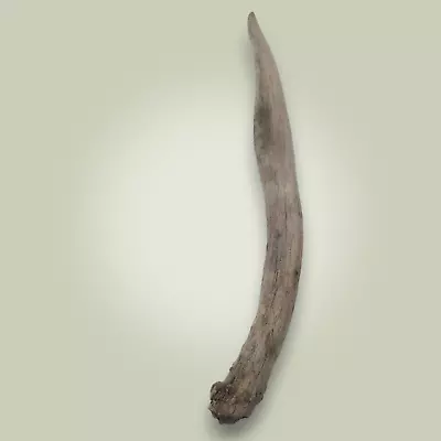 Naturally Shed Mule Deer Antler Spike Grade C 7 1/2   - Knife Handle Or Craft • $16