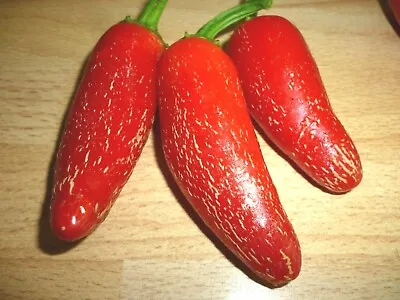 Red Jalapeno Chilli Chili Chile Pepper Seeds • £2.75