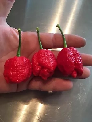 15 Trinidad Moruga Scorpion Chili Pepper Seed -huge Plants -the Real Deal!! 2022 • $5.99