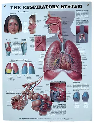 Respiratory System Anatomical Chart Styrene Plastic 20x26 With Grommets • $98