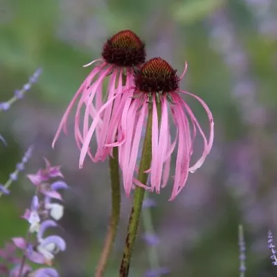 Coneflower Perennials Flowering Plants Echinacea Pallida 2L Pot • £23.99