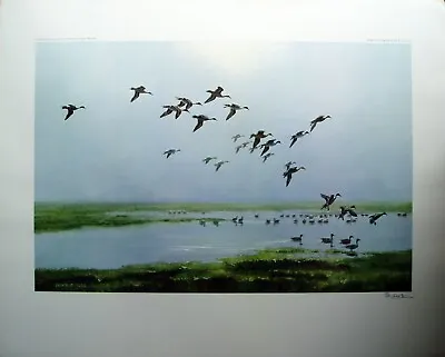 £750 • Buy Peter Scott - Pintails On A Hazy Day - Signed By Sir Peter Scott - Print Only