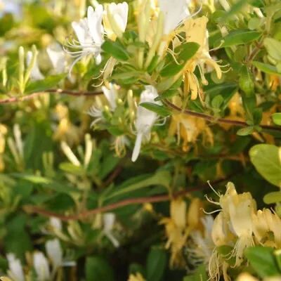 T&M Lonicera Japonica 'Halliana' Honeysuckle Hardy Shrub 1.7 Litre Potted Plant • £24.99