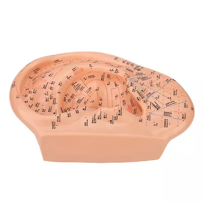 40cm Ear Acupuncture Point Model Accurate Clearly Fonts PVC Ear Zone Massage HMO • $69.38