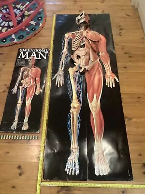 Anatomical 3 Dimensional Man David Pelham Pop Up Life Size Anatomy Human Body • £26.50