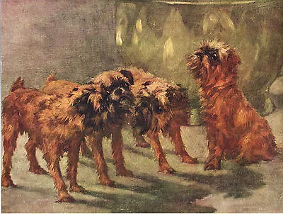 Brussels Griffon Group Original Dog Colour Art Print Page From 1934 By Maud Earl • $16.16