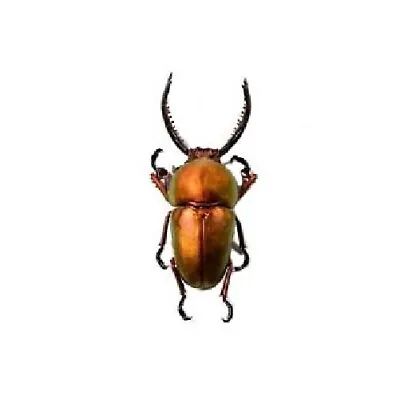 Lamprima Adolphinae Red Form ONE REAL STAG BEETLE BEETLE MOUNTED PACKAGED • $16