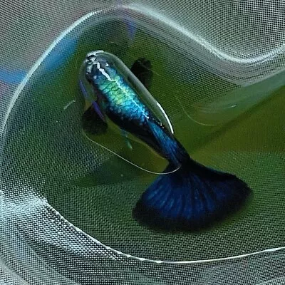 10 Live Guppy Fry -HB Blue Guppy- Live Guppy Fish USA Seller • $39.95