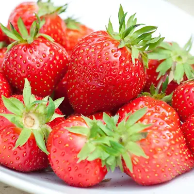 Strawberry 'Flamenco' Bare Root Everbearer Garden Bush Fruit Plants • £7.99