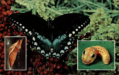 Animals Swallowtail Butterfly Stages Caterpillar Cocoon ~ Unused Postcard Sku835 • $2.77