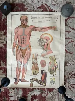 E.J. Arnold & Son Ltd. Vintage Educational Physiology Poster • $120