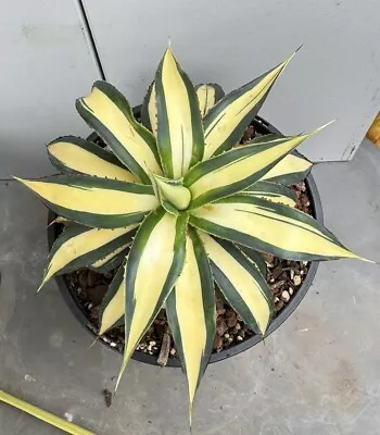 Large Agave Snow Glow Mediopicta Variegated Rare Established Plant • $599