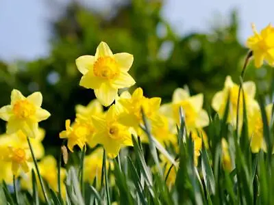 10/20/40/60/80/100 Mix Daffodil Narcissus Garden Bulb Spring Flowering Tazetta • £8.99