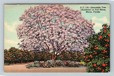 Miami FL-Florida Jacaranda Tree In Full Bloom Vintage Souvenir Postcard • £7.70