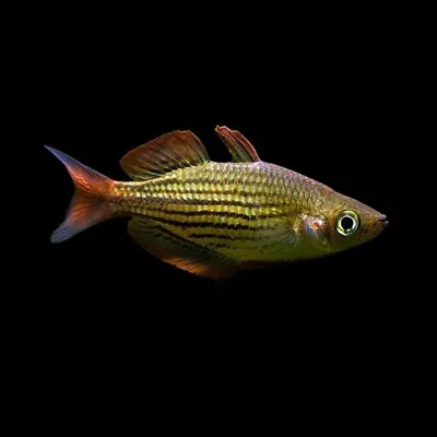 6 X Dwarf Rainbowfish | Melanotaenia Maccullochi | Australian Rainbowfish • £33