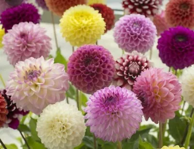 30-Pompon Dahlia Mix Flower Seeds • $4