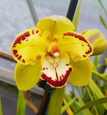 $40 • Buy Cymbidium Orchid - Via Avanti 'Harlequin' - Near Flowering Size Plant